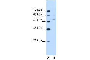 PBEF1 antibody used at 2. (NAMPT 抗体  (C-Term))