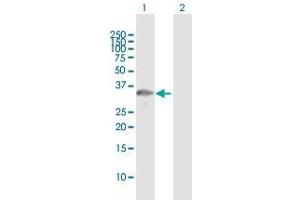 Western Blot analysis of TOMM34 expression in transfected 293T cell line by TOMM34 MaxPab polyclonal antibody. (TOMM34 抗体  (AA 1-309))