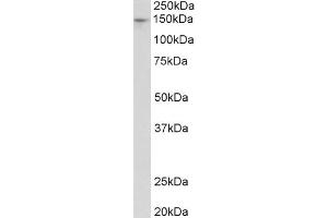 Western Blot (0. (PEX1 抗体  (Internal Region))