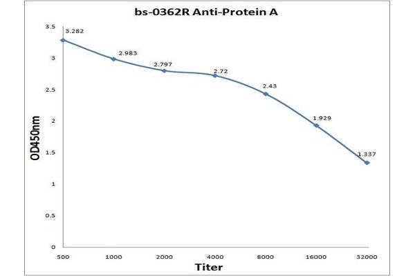 Protein A 抗体