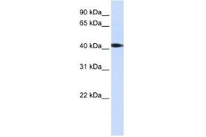 STK17A antibody (70R-10450) used at 0. (STK17A 抗体  (C-Term))