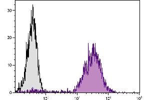 Mouse pre-B cell line 18-81 was stained with Rat Anti-Mouse CD71-PE. (Transferrin Receptor 抗体  (PE))