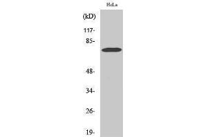 Western Blotting (WB) image for anti-Yes-Associated Protein 1 (YAP1) (Internal Region) antibody (ABIN3177962) (YAP1 抗体  (Internal Region))