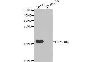 Western Blotting (WB) image for anti-Histone 3 (H3) (H3K9me) antibody (ABIN1872999) (Histone 3 抗体  (H3K9me))