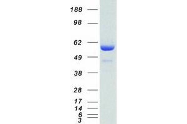 SMAD4 Protein (Myc-DYKDDDDK Tag)