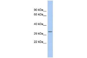 MBP antibody used at 1 ug/ml to detect target protein. (MBP 抗体  (Middle Region))