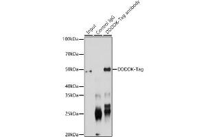 Immunoprecipitation analysis of 200 μg extracts of 293T transfected with GSK3B-Flag Protein using 3 μg DDDDK-Tag antibody (ABIN1512924 and ABIN5663537). (DYKDDDDK Tag 抗体)