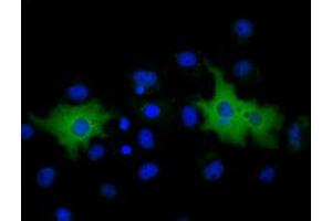 Anti-MPP3 mouse monoclonal antibody (ABIN2453325) immunofluorescent staining of COS7 cells transiently transfected by pCMV6-ENTRY MPP3 (RC208903). (MPP3 抗体)