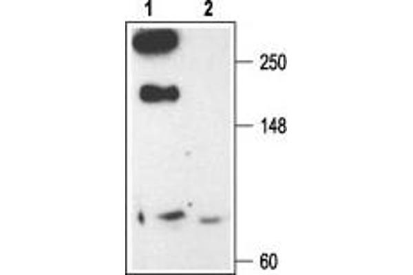 CACNA1E 抗体  (Intracellular)