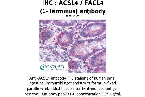 Image no. 2 for anti-Acyl-CoA Synthetase Long-Chain Family Member 4 (ACSL4) (C-Term) antibody (ABIN1731463) (ACSL4 抗体  (C-Term))