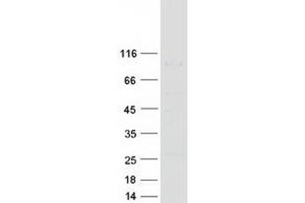 ATG9A Protein (Transcript Variant 2) (Myc-DYKDDDDK Tag)