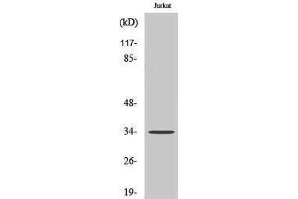 OR51D1 抗体  (Internal Region)