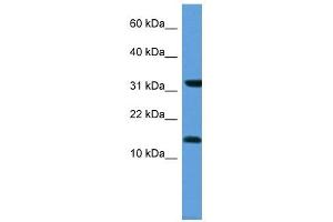 MGST3 antibody (70R-10042) used at 0. (MGST3 抗体  (N-Term))