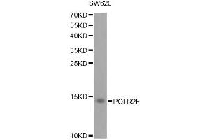 Western blot analysis of extracts of SW620 cells, using POLR2F antibody. (POLR2F 抗体)