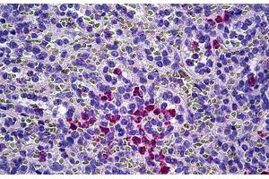 Anti-MPO / Myeloperoxidase antibody IHC staining of human spleen, neutrophils. (Myeloperoxidase 抗体)