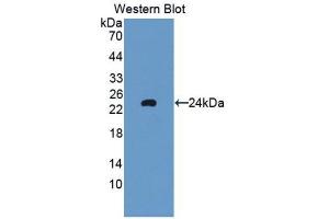 Western Blotting (WB) image for anti-Glutathione Peroxidase 5 (GPX5) (AA 22-221) antibody (ABIN1859060) (GPX5 抗体  (AA 22-221))