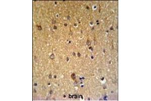 ZDHHC9 Antibody (C-term) (ABIN653671 and ABIN2843003) IHC analysis in formalin fixed and paraffin embedded brain tissue followed by peroxidase conjugation of the secondary antibody and DAB staining. (ZDHHC9 抗体  (C-Term))
