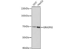 Western blot analysis of extracts of various cell lines, using GR Rabbit mAb (ABIN1679751, ABIN3015980, ABIN3015981 and ABIN7101472) at 1:1000 dilution. (GORASP1 抗体)