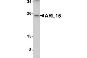 Western blot analysis of ARL15 in K562 cell lysate with AP30080PU-N ARL15 antibody at 1 μg/ml. (ARL15 抗体  (Center))