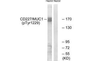 Western Blotting (WB) image for anti-Mucin 1 (MUC1) (pTyr1229) antibody (ABIN1847433) (MUC1 抗体  (pTyr1229))