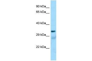 Western Blotting (WB) image for anti-Succinate-CoA Ligase, alpha Subunit (SUCLG1) (N-Term) antibody (ABIN971824) (SUCLG1 抗体  (N-Term))