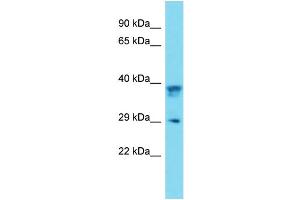 Western Blotting (WB) image for anti-Prion Protein (PRNP) (Middle Region) antibody (ABIN2499236) (PRNP 抗体  (Middle Region))