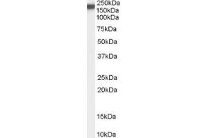 Western Blotting (WB) image for anti-Nitric Oxide Synthase 1, Neuronal (NOS1) (C-Term) antibody (ABIN184662)