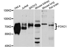 Western blot analysis of extracts of various cells, using FOXC1 antibody. (FOXC1 抗体)