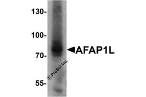 Western Blotting (WB) image for anti-Actin Filament Associated Protein 1-Like 1 (AFAP1L1) (N-Term) antibody (ABIN1031218) (AFAP1L1 抗体  (N-Term))