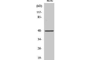 Western Blot analysis of various cells using Cathepsin E Polyclonal Antibody. (Cathepsin E 抗体  (Internal Region))