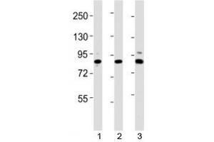 Western blot testing of Suz12 antibody at 1:2000 dilution. (SUZ12 抗体  (AA 381-395))