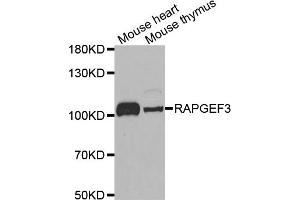 Western blot analysis of extracts of various cell lines, using RAPGEF3 antibody. (RAPGEF3 抗体)