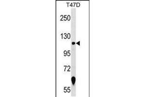 Western blot analysis in T47D cell line lysates (35ug/lane). (ZNF217 抗体  (N-Term))