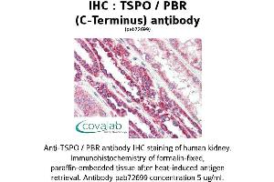 Image no. 1 for anti-Peripheral-Type Benzodiazepine Receptor (TSPO) (C-Term) antibody (ABIN1740430) (TSPO 抗体  (C-Term))