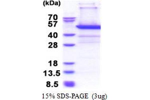 PSMD11 Protein (AA 1-422) (His tag)