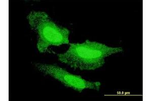 Immunofluorescence (IF) image for anti-Fibroblast Growth Factor 1 (Acidic) (FGF1) (AA 46-155) antibody (ABIN515608)