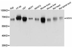 Western blot analysis of extracts of various cell lines, using WDR1 antibody. (WDR1 抗体  (AA 300-500))