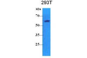 Image no. 1 for anti-Pyruvate Kinase, Liver and RBC (PKLR) antibody (ABIN2451662) (PKLR 抗体)