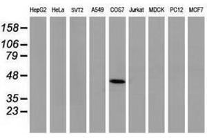 Image no. 1 for anti-Tumor Protein P53 (TP53) antibody (ABIN1499977) (p53 抗体)