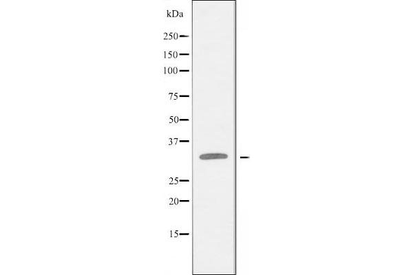 BCL2L12 抗体  (Internal Region)