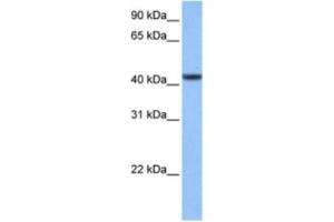 Western Blotting (WB) image for anti-Chromosome 8 Open Reading Frame 34 (C8orf34) antibody (ABIN2463522) (C8orf34 抗体)