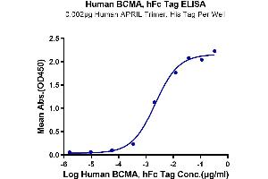 BCMA Protein (AA 1-54) (Fc Tag)