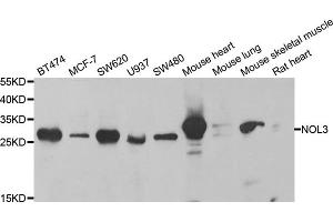 Western blot analysis of extracts of various cell lines, using NOL3 antibody. (NOL3 抗体)