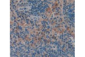 IHC-P analysis of Rat Tissue, with DAB staining. (GZMM 抗体  (AA 19-251))