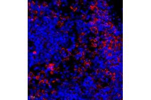 Immunofluorescence of paraffin embedded rat lymph node using mcp5 (ABIN7073445) at dilution of 1:400 (400x lens) (Ccl12 抗体)