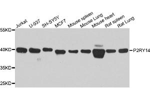 Western blot analysis of extracts of various cell lines, using P2RY14 antibody. (P2RY14 抗体)