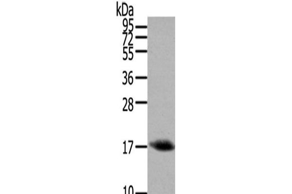 Orexin 抗体