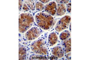 Immunohistochemistry (IHC) image for anti-Transcription Factor CP2-Like 1 (TFCP2L1) antibody (ABIN2997307) (TFCP2L1 抗体)