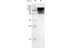 WB analysis of Human -Nanodisc with anti-Flag monoclonal antibody at 1/5000 dilution, followed by Goat Anti-Rabbit IgG HRP at 1/5000 dilution (GPR75 蛋白)
