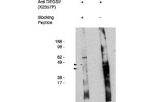 Western blot using antigen immunoaffinity purified anti DEGS2 antibody , used at 1:50k dilution. (DEGS2 抗体)